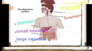 شرح منهج اللغة الانجليزية الحديث للصف الرابع الابتدائي ٢٠٢٢ lesson 2 digestive system