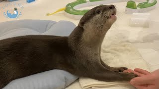 カワウソ達が、好きすぎてすぐ壊しちゃうもの　Otters like it too much and break it quickly
