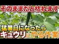 【暑さ注意報!】35℃以上の猛暑日になったらやって欲しい作業教えます!