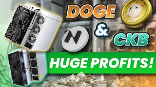 How Much I am Earning Mining Dogecoin and Nervos CKB in 2024!