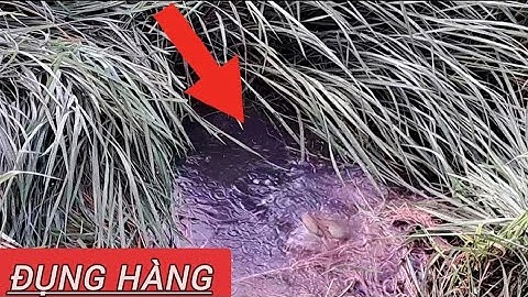 chuyến đi câu ở đức huệ rô mề@Hungvlog430 t31