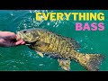 The everything bass stream