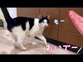 拗ねてる猫においでと言うと…何度も来るのが可愛すぎました