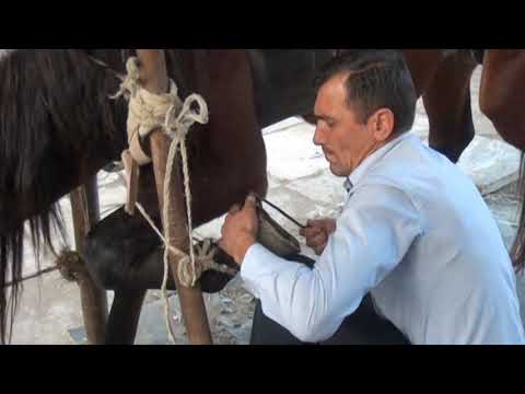 Video: Atlarda Xəstəlik Salgınları