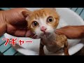 【保護猫】2 捨て猫？初めてのシャワーでノミがヤバすぎた🐱 最後に顔に、※閲覧注意