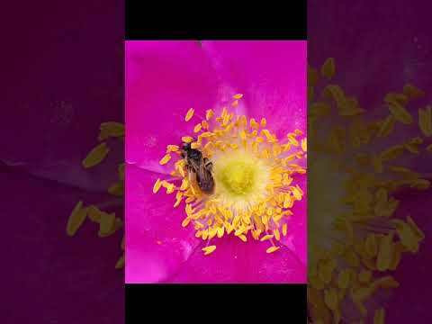 ده اللى بيحصل لما النحل ينقلب على الملكة بتاعتهم