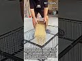소형 가축 사육 효율을 높이는 필수 장비 #worker #process #poultry #setup #efficiency