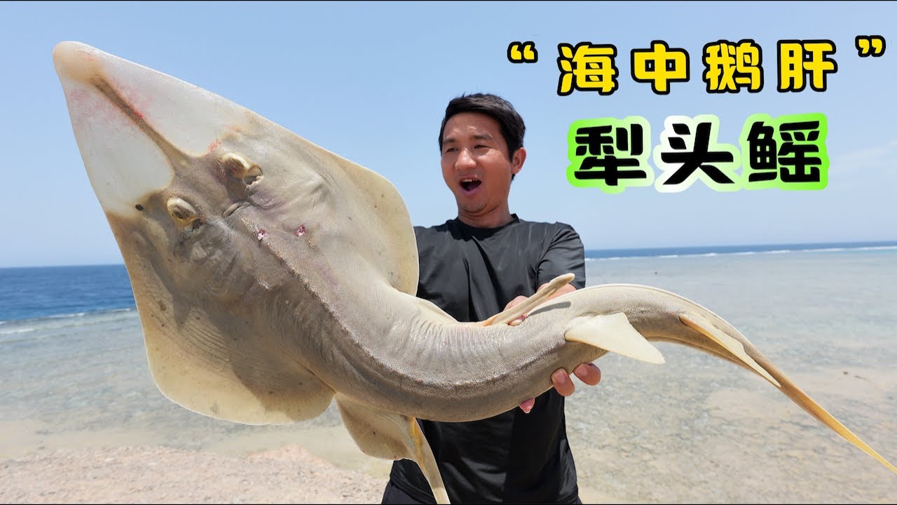 《埃及·红海》第4集：挑战鲨鱼近亲犁头鳐，肚里竟藏顶级美味“海中鹅肝”！#赶海 #抓龙虾 #潜水 #红海 #埃及旅行 #埃及潜水 #儒艮 #海龟