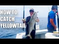 How to catch yellowtail fishing catalina island the tackle and tips you need