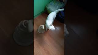 Snowball Cays New Toys