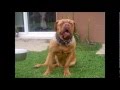 dogue de bordeaux (évolution sur un an, 1ère année) French Mastiff (1st year)