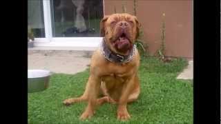 dogue de bordeaux (évolution sur un an, 1ère année) French Mastiff (1st year)