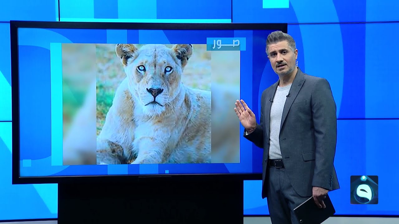 أسد طليق يتجول في شوارع قضاء الصويرة في واسط