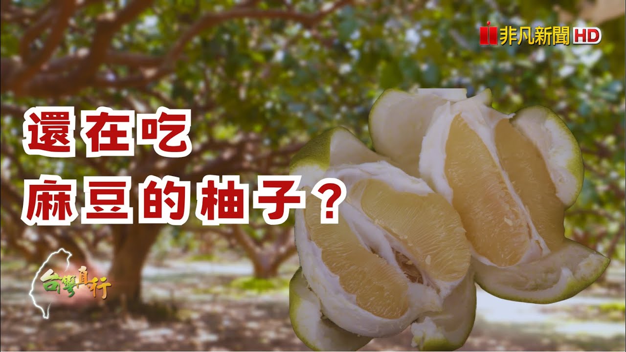 燙手山芋成綠寶，40年老欉麻豆文旦，將甜美果實帶給團員的家人｜台灣真行 #柚樂果園 #正宗麻豆老欉文旦 #台南文旦  #柚子禮品 #柚子料理 #柚子茶 #產銷履歷  #麻豆文旦 #數量超稀少 縮圖
