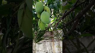 Mangga arum manis masak pohon #nature #mangga #shorts #arummanis #manggamuda