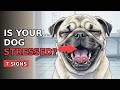 7 Dog Behaviors That Are Secretly Stress Signals (You're Missing #3)