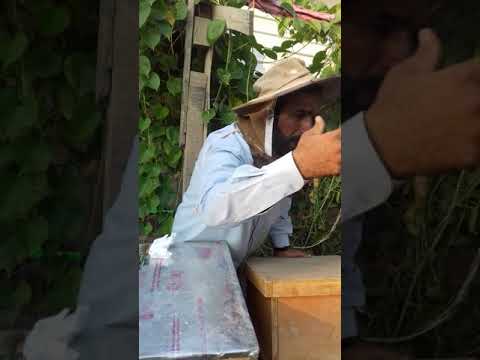 نقل خلية النحل إلى مسافة قريبة من دون عودة النحل إلى مكانه السابق بشرط تغيير معالم المكان السابق