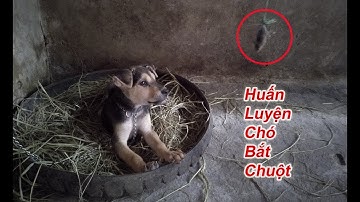 Huấn Luyện Chó Bắt Chuột Chuyên Nghiệp P2 [ Training Dog To Catch Rat ]