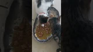 Açken Sen, Sen Değilsin