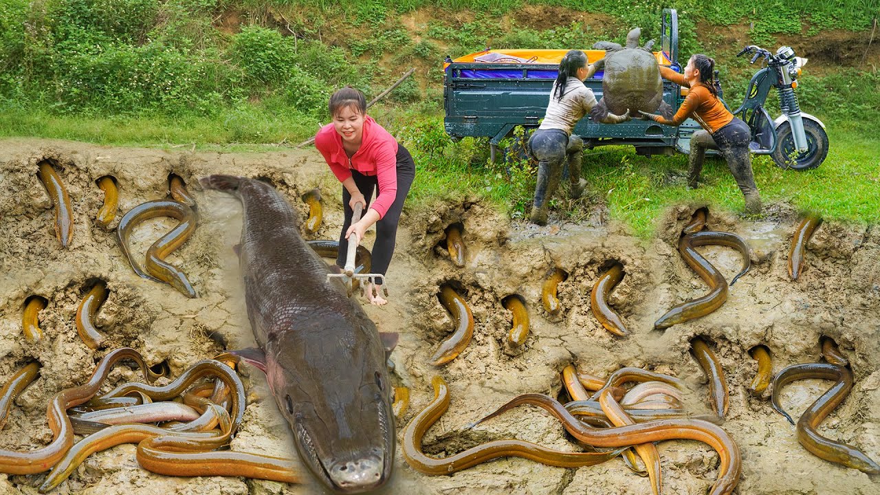 266 Days Harvesting A Lots Of Big Fish,Turtle, Eels Goes To Countryside Market Sell