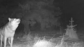 Trail Cam Captures a Wolf at Night! | Trail Cam Tuesday