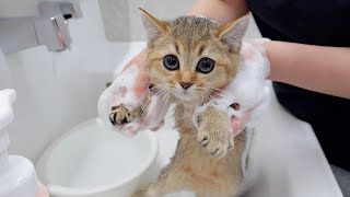 You'll be amazed at how calmly this kitten can shampoo! by Lulu the Cat 17,935 views 6 days ago 8 minutes, 9 seconds