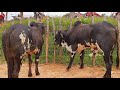 FEIRA DO GADO EM SÃO BENEDITO CEARÁ DIA 16/05/26