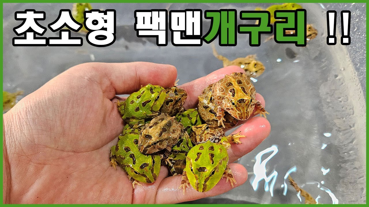 합사가 가능한 팩맨 !! 초소형팩맨 퍼시픽팩맨이 입고되었습니다