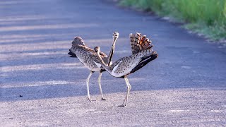 Feathered Tiff: A Spat Between Black-Bellied Bustards 🐦🐦
