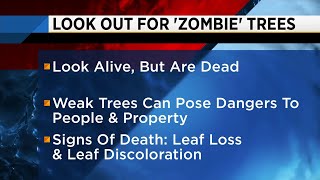 Famous Local arborists seeing signs of Hurricane Irma 1 year later Wealth