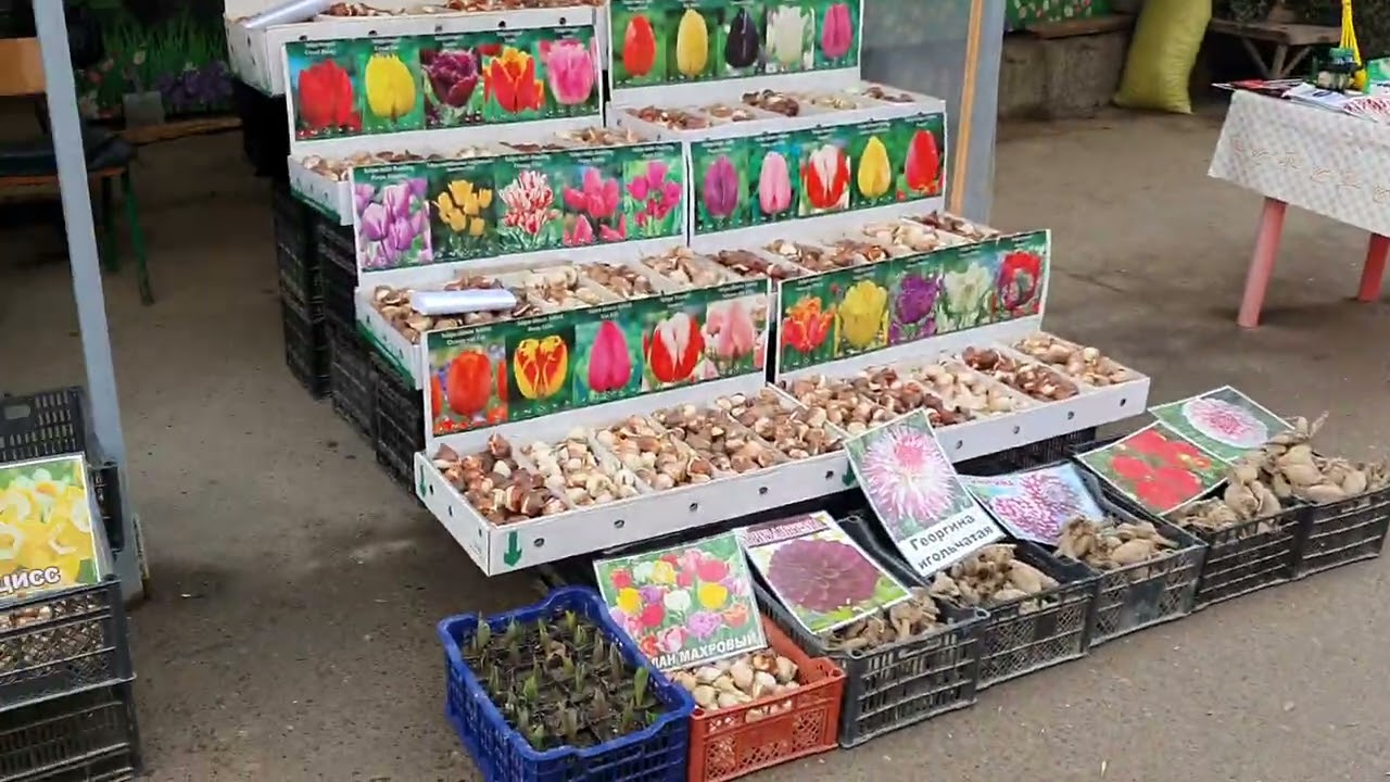 MUHAMMADALI CHORSU GULARI PIYOZLIY GULLARI