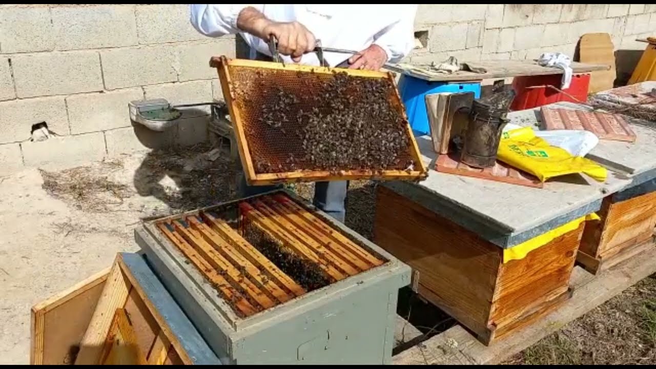 Porque desbloquear la cámara de cría parte 1