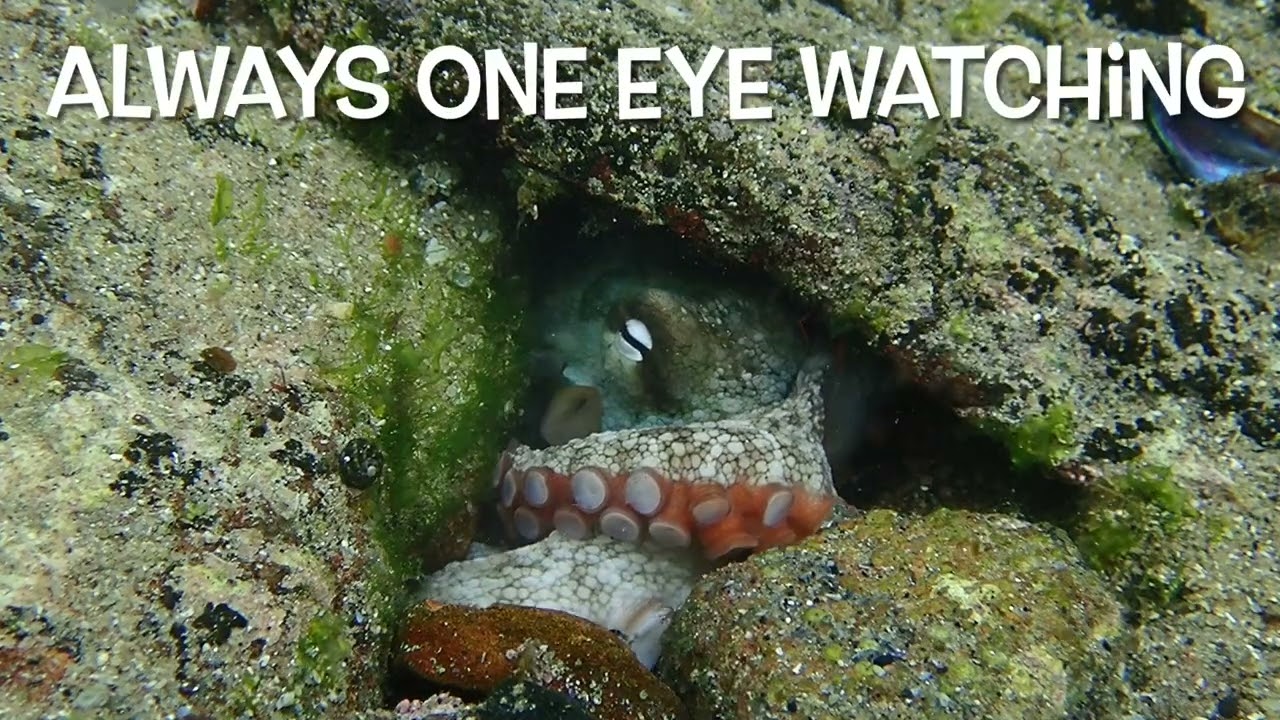 WHATS IN SHELLY POOL TODAY 