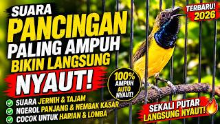 SOGON GACOR FULL ISIAN BREN 🔥 Suara Pancingan Paling Ampuh Bikin Langsung Nyaut! #sogon