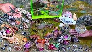 Find snails, hermit crabs, snails, crabs, puffer fish, sea fish, octopus, starfish, sea animals