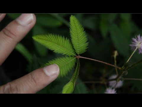 Video: Mimosa (57 Foto): Bunga Atau Pokok? Bagaimana Rupanya? Penerangan Tentang Mimosa Taman, Malu-malu Dan Jenis Lain. Di Mana Ia Tumbuh?