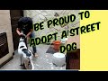 Please Adopt a Street Dog | Indian Dogs | Special Thanks to  Dr.VijayKumar  | #damanjeet