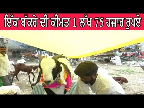 Costly male goat - ਲੱਖਾਂ ਰੁਪਏ `ਚ ਲੱਗੀ ਬੱਕਰੇ ਦੀ ਬੋਲੀ