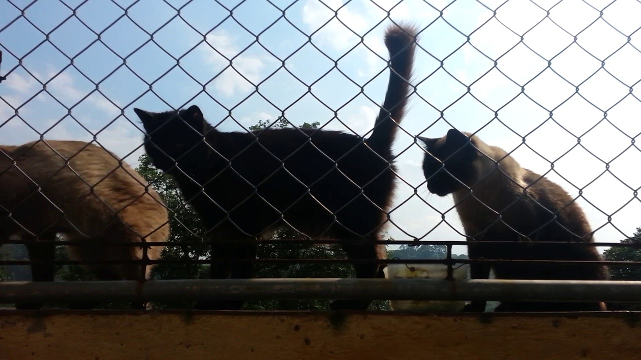 Um Gato Caminha No Quintal Em Movimento Retilíneo