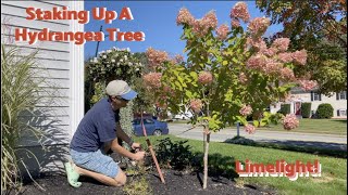 How to Stake Up a Leaning Limelight/Panicle Hydrangea Tree!🌸