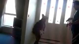 Dog Excited to Go for a Walk