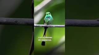 Día de la Tierra