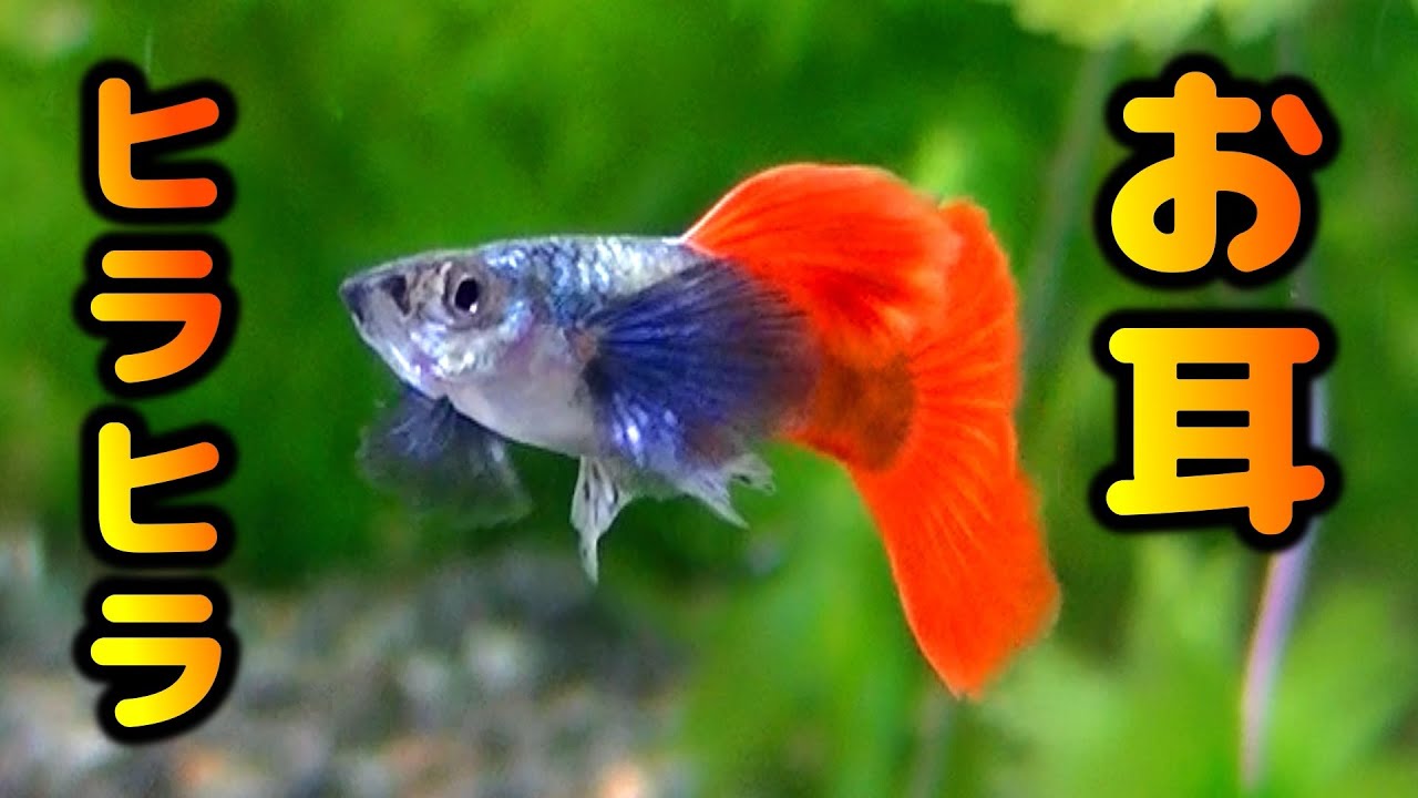 ダンボ グッピー #guppy #熱帯魚 Dumbo Guppy Progress Report - May 3, 2021 [Guppy] - YouTube