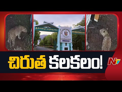 Cheetah Spotted At Tirupati's SV University | NTV Telugu - NTVTELUGU