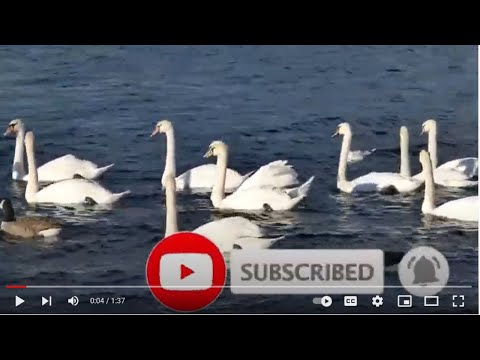 Duck and Goose at swimming. Natural scenery of animal live reaction