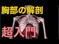 【胸部の解剖・超入門】胸部の解剖の全体像をざっくり解説してみた