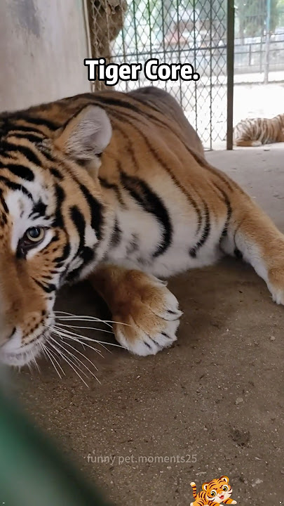 Tiger Core🐅#tiktok #zoo #tiger #tiger #cute