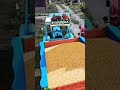 berba kuruza #farmingsimulator22 #farming #december #belarus