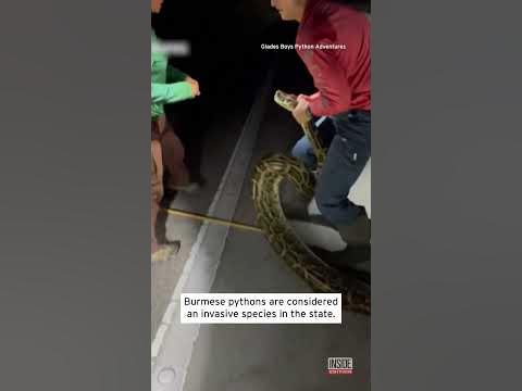 19-Foot Python is the Largest Caught in Florida #shorts - YouTube