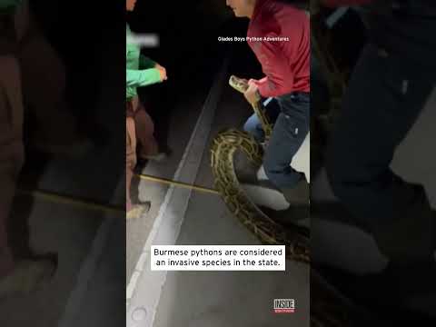 19-Foot Python is the Largest Caught in Florida #shorts